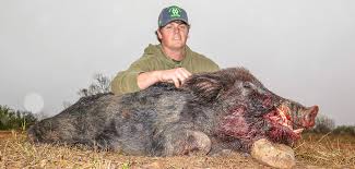 Our pigs are free ranging on over 18,000 acres of texas hill country! Hog Hunting In Texas Wes Hdd