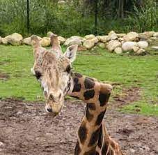 Gemina The Crooked Necked Giraffe Dies She Was 21 Her Illness Was Not Believed Related To Her Neck Condit Chiropractic Humor Chiropractor Humor Chiropractic