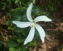 Image result for Turraea obtusifolia