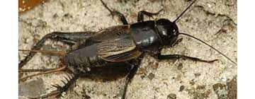 This can cut off their food and shelter sources and entice them to leave. How To Get Rid Of Crickets In Basement The Housing Forum