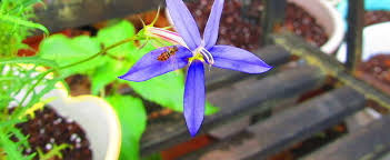 Do you know where i can get them, esp. Isotoma Blue Star Creeper Laurentia Rock Isotome Isotoma Axillaris Beth S Blue
