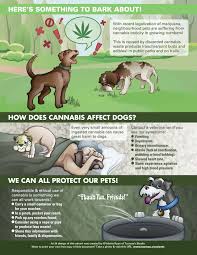 Blood work may indicate if your dog is experiencing disseminated treatment of adderall toxicity in dogs. Symptoms Of Cannabis Toxicity In Dogs And Pets Awareness Project