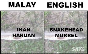 04/ul#mancing ikan haruan/gabus di spot sawitan. What S Ikan Patin In English Here Are 17 Translations Of Fish Malaysians Love
