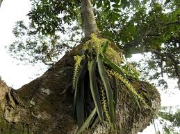 Image result for Diaphananthe vesicata