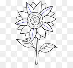 Ribuan sumber daya vektor bunga matahari baru ditambahkan setiap hari. Sunflower Black And White