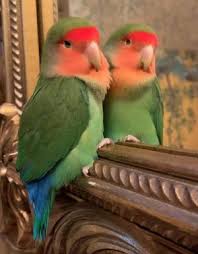 Love Bird Peach Face Hand Fed Various Colors In 2020 Love Birds Bird Pet Birds