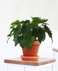 Philodendron Little Hope Indoor Plants Plants Indoor Plants Online