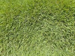 Come spring, zoysia lawns are among the first to green up again. Meyer Zoysia