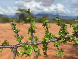 Image result for Commiphora kua