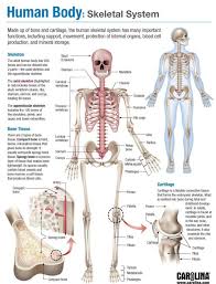 Human Anatomy Skeleton Koibana Info Human Skeletal System Human Body Anatomy Skeletal System Anatomy