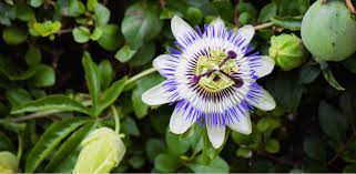 Taking Passion Flower For Anxiety How Effective Is It