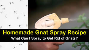Learn how to get rid of a gnat infestation and what you can do to prevent gnats. Homemade Gnat Spray Recipe What Can I Spray To Get Rid Of Gnats