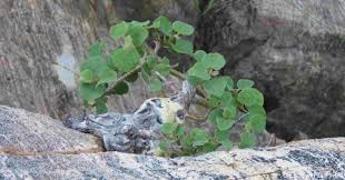 Image result for Ficus tettensis