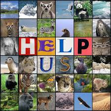 Report Reveals 21286 Animal Species Under Threat Of Extinction The Tech Journal Endangered Animals Endangered Species Project Endangered Species