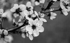 We did not find results for: Black And White Flowers Wallpapers Wallpaper Cave