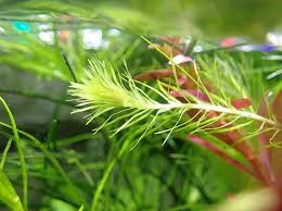 Image result for Mayaca