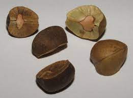 Mexican jumping beans (also known as frijoles saltarines in spanish) are seed pods that have been inhabited by the larva of a small moth ( cydia saltitans) and are native to mexico. Mexican Jumping Bean Britannica