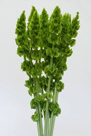 Sending birthday flower arrangements to your loved ones is an awesome way to celebrate. Bell Of Ireland Silk Flowers Wedding Flower Border Flower Petals Wedding