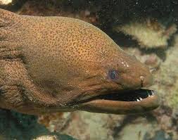 Moray Eel Muraenidae Animals A Z Animals