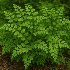 Image result for Adiantum incisum