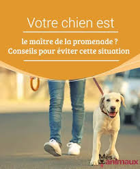 Votre Chien Est Le Maitre De La Promenade Conseils Pour Eviter Cette Situation My Animals Chien Education Chien Nourriture Chien
