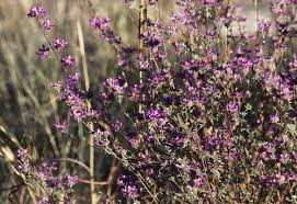 Image result for Indigofera pulchra