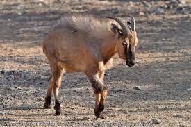 The arabian tahr is the smallest species of tahr. Image Arabitragus Jayakari Arabian Tahr Biolib Cz