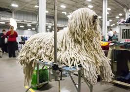 Show all female male urgent. This Just In National Dog Show Action Komondor Dog Komondor Dog Grooming