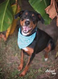 Greater swiss mountain dogs are eager to work, friendly, intelligent, reliable, and protective. Dog For Adoption Remington A Greater Swiss Mountain Dog Doberman Pinscher Mix In Kingwood Tx Petfinder