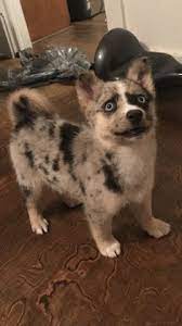 Australian shepherds are highly intelligent, loyal to their families, & affectionate. Sabarika Sin Apellido Huskyjackal Profile Pinterest