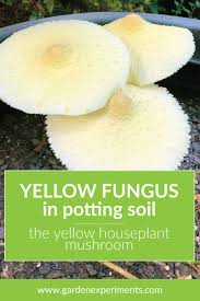 So, if we're not careful, our seed trays can become the perfect breeding ground for all kinds of mold and mildew: Yellow Fungus In Houseplant Soil Leucocoprinus Birnbaumii Yellow Fungus Potted Plants Outdoor House Plants