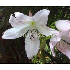 Image result for Crinum moorei
