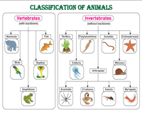 Classification Of Animals Assignment Help Unexpected