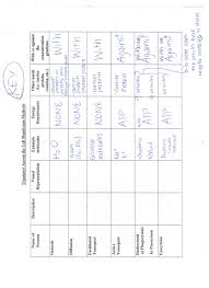 4 transport requiring energy what type of transport is represented by the following. Cell Membrane Transport Worksheet Simple Cell Diagram