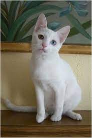 Lindo Khao Manee Cat Breeds Rare Cat Breeds Rare Cats