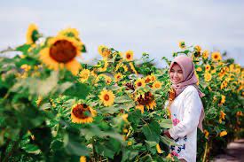 Bunga matahari termasuk ke dalam jenis tanaman yang lunak batangnya karena tidak membentuk kayu. 5 Kebun Bunga Matahari Paling Indah Di Indonesia Cantik Banget
