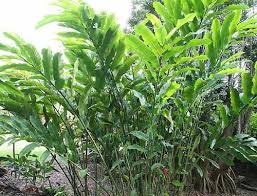 Image result for Laggera elatior