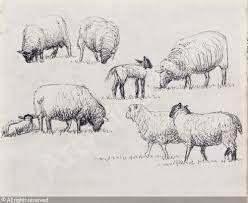 Henry Moore Drawings Of Sheep Seattle Artist League Sheep Drawing Sheep Art Animal Drawings