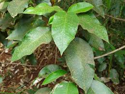 Image result for Croton megalocarpus