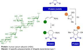 In 57 minutesin 57 minutes. Site Selective Conjugation Chemistry For Synthetic Glycoconjugate Vaccine Development Sciencedirect