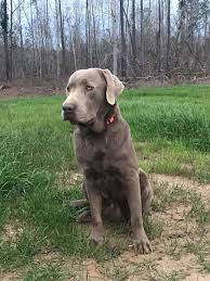 In the 19th century this breed color:the labrador retriever has 3 coat colors. Akc Silver And Charcoal Lab Puppys Mississippi Sportsman Classifieds Ms