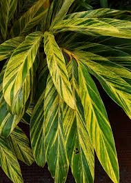 Image result for Alpinia zerumbet