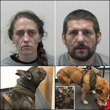 UK Animal Cruelty Files