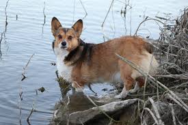 We have corgi puppies for sale some will be great for herding or a member of your family. Corgi Connection Of Central Texas Home Facebook