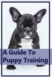 Puppy Training Puppy Training Training Has To Be Introduced To Puppies Gradually This Guide E Check More At Http Dog Names Pets Dogs Breeds Miss My Dog