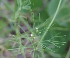 Image result for Apium leptophyllum
