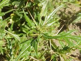 Image result for Xanthium spinosum