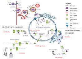 Viruses Free Full Text Molecular Mechanisms Of White