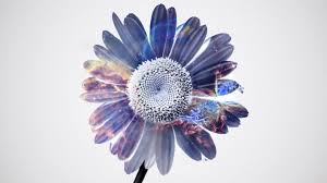 We did not find results for: Black And Purple Daisy Flower Wallpaper Hd Wallpaper Wallpaper Flare