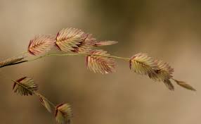 Image result for Eragrostis porosa